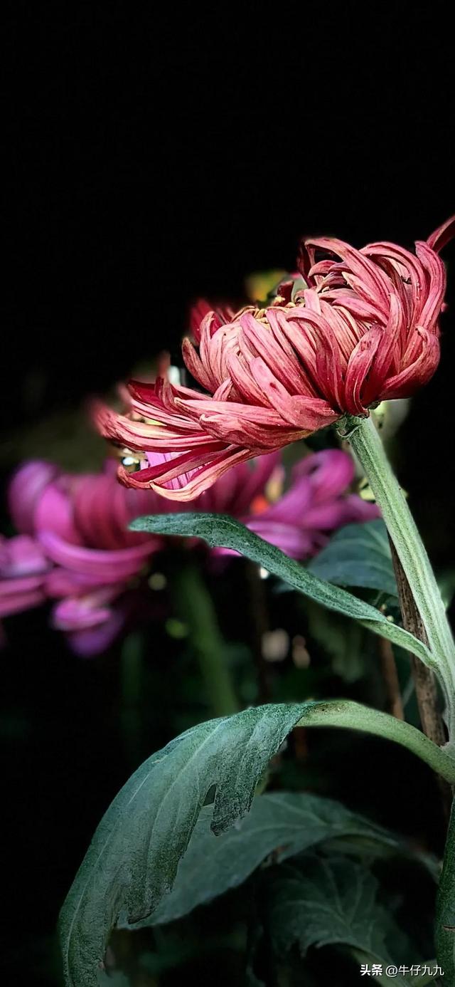 如何用手機(jī)拍出好看的菊花照片發(fā)朋友圈？