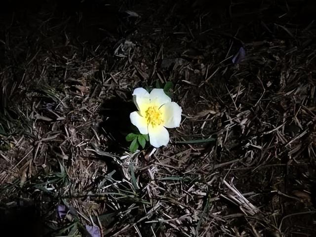 抖音上很火的歌叫夜什么歌粵語(yǔ)，抖音上很火的歌叫夜什么歌粵語(yǔ)歌名？