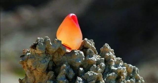 石鐵隕石多少錢一克 視頻（真正的石鐵隕石多少錢一克）